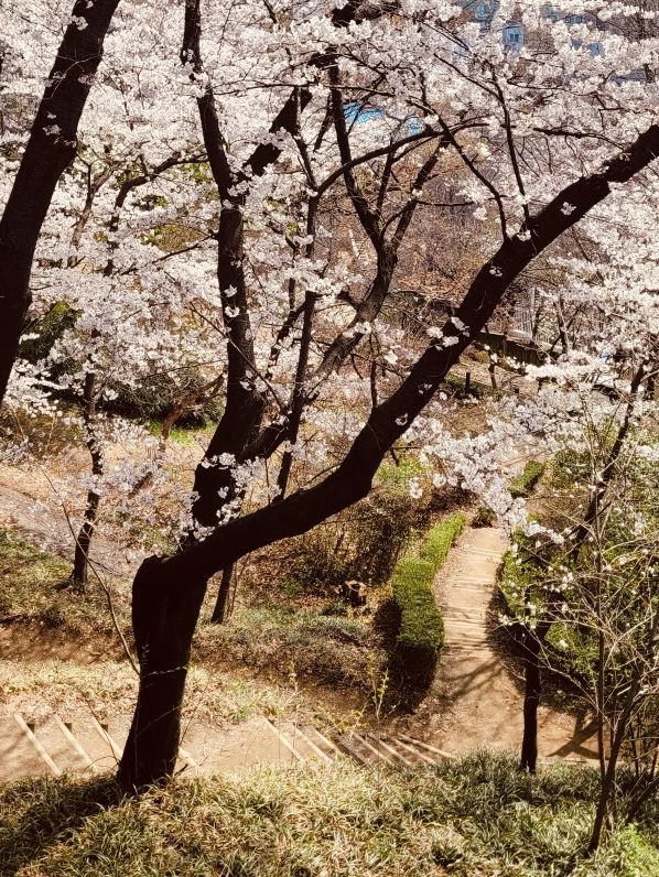 Temi's Gentle Bloom: A Relaxing Spring Escape