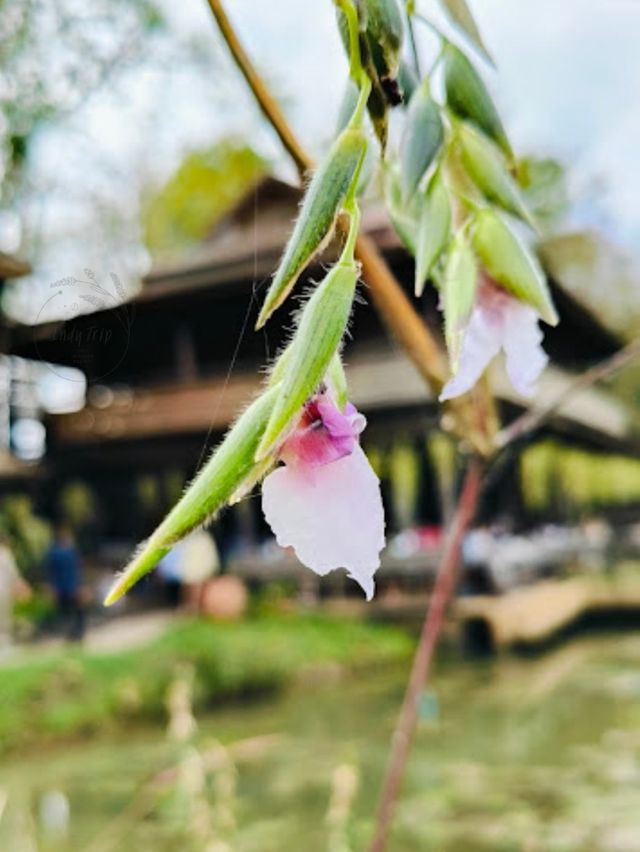 😘 ระเบียงกาแฟ สุโขทัย