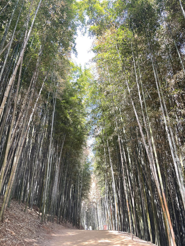 죽녹원