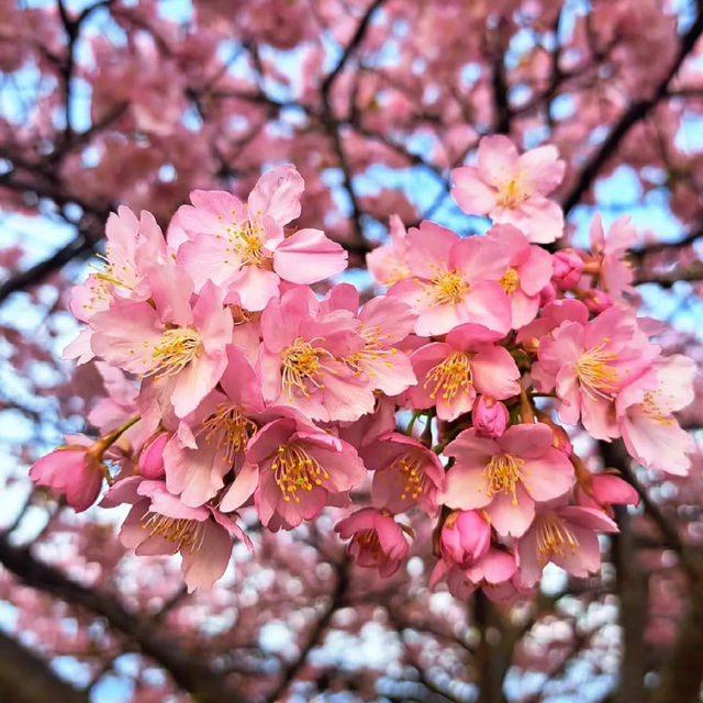 屋嘉兒童公園·賞櫻與遊樂樂趣