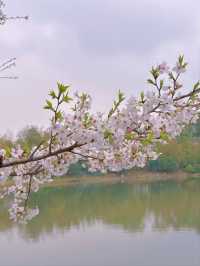 Shanghai’s Largest Urban Sakura Grove with Lakeside Views