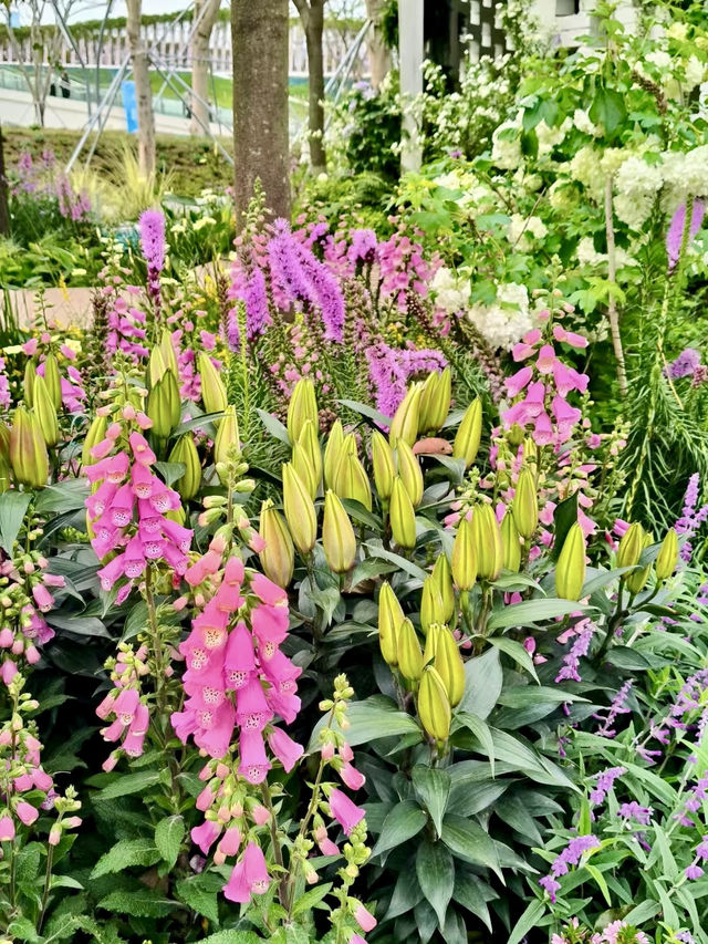 Discover the Beauty of the Shenzhen Flower Show 2025