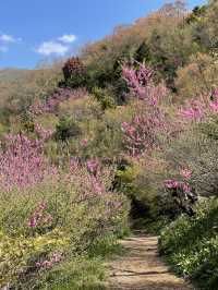 【福島×春旅】 70年以上かけ華族で作った花見山公園