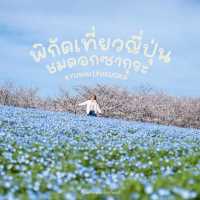 พิกัดเที่ยวชมดอกซากุระ “ฟุกุโอกะ”