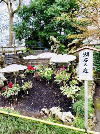 【神奈川県/鎌倉　豪華爛漫✨春ぼたんと桜が楽しめる美しい庭園】