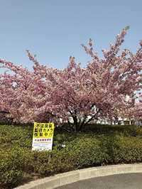 京都河津賞櫻🌸之旅🩵
