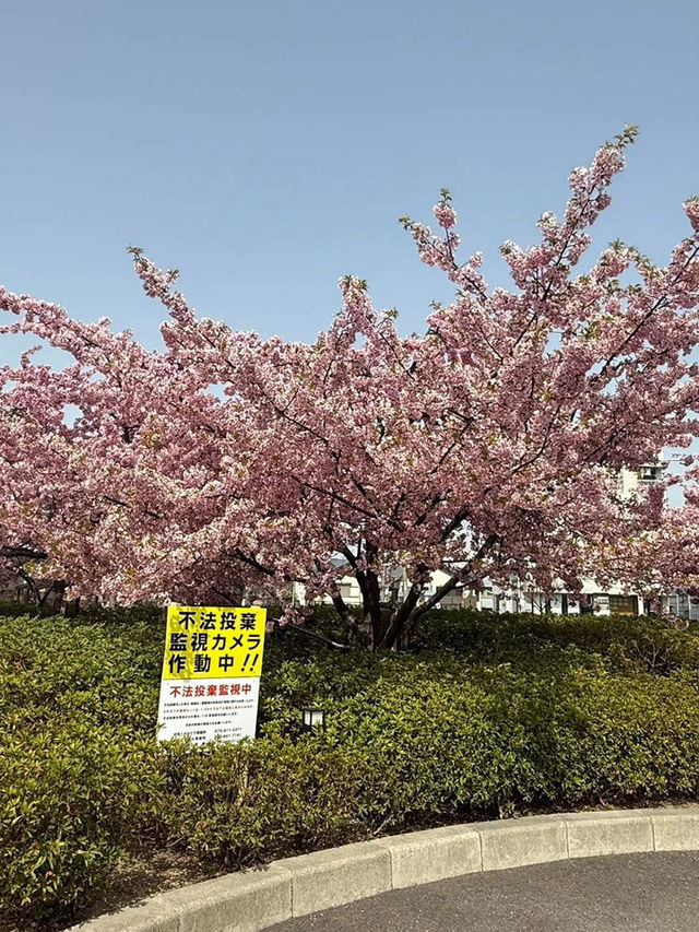 京都河津賞櫻🌸之旅🩵