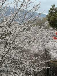 日本香川縣-賞櫻秘境「伊勢朝日山本宮」美到仙境