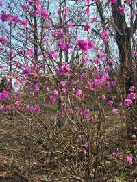 경기도 오산 물향기수목원🌝🌸