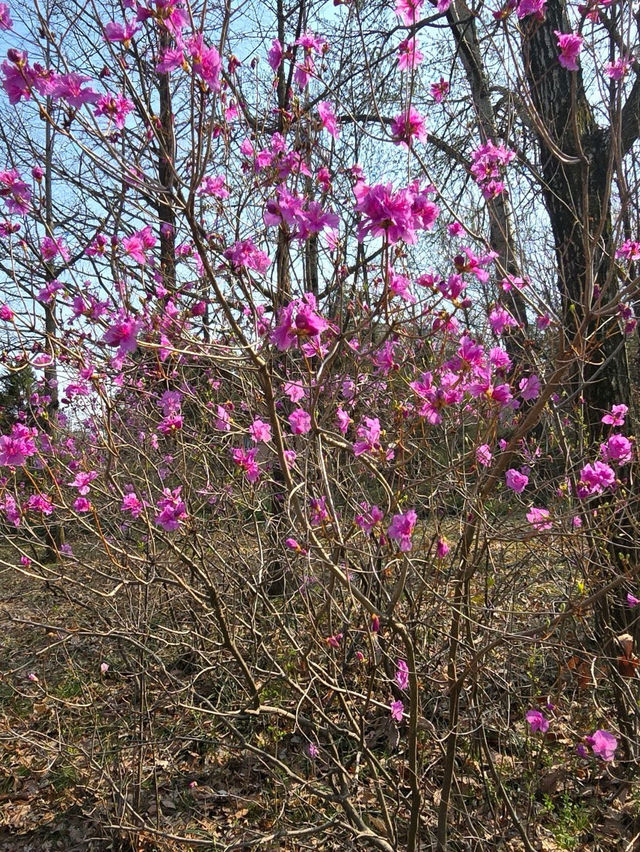 경기도 오산 물향기수목원🌝🌸