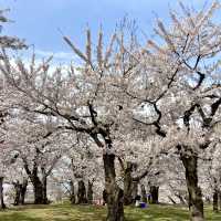 Spring Breeze in Goryokaku Park Hakodate