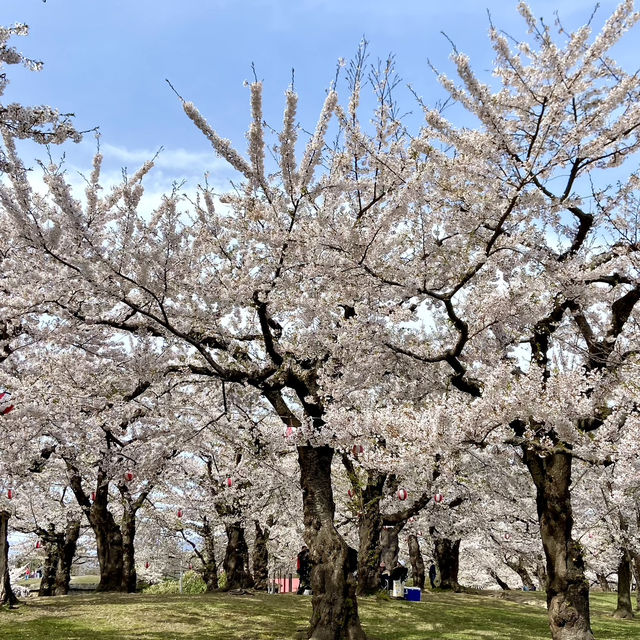 Spring Breeze in Goryokaku Park Hakodate