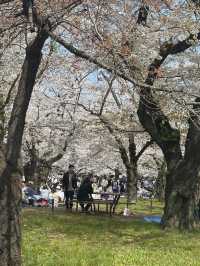 櫻花季2025 Spring 🌸🇯🇵 代々木公園