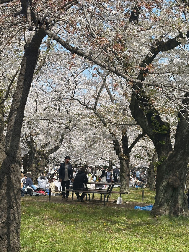 櫻花季2025 Spring 🌸🇯🇵 代々木公園