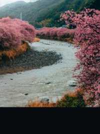 🌸💕 Sakura Magic: Petals, Peace & Pure Joy! 💕🌸