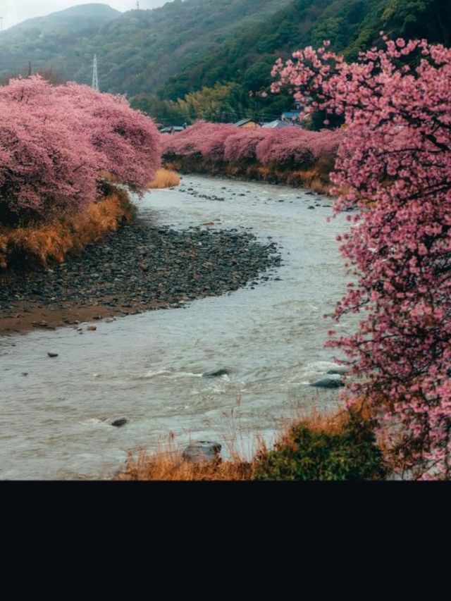 🌸💕 Sakura Magic: Petals, Peace & Pure Joy! 💕🌸