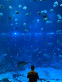 新加坡🇸🇬全球最大水族館之一🐠🪼