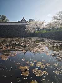 Cherry Blossoms in Japan