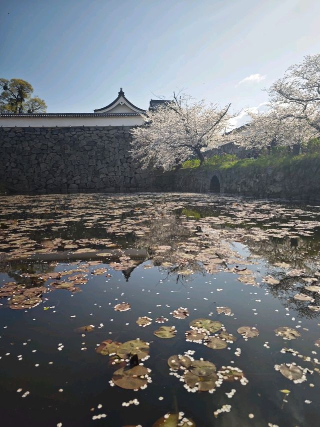 Cherry Blossoms in Japan