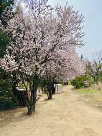 Secret Sakura of Shaolin: A Pilgrimage for the Discerning Flower Lover