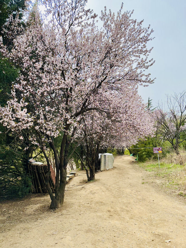 Secret Sakura of Shaolin: A Pilgrimage for the Discerning Flower Lover