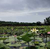 萬頃沙濕地公園（Wuyuanwan Wetland Park / Wanqingsha Wetland Park） 