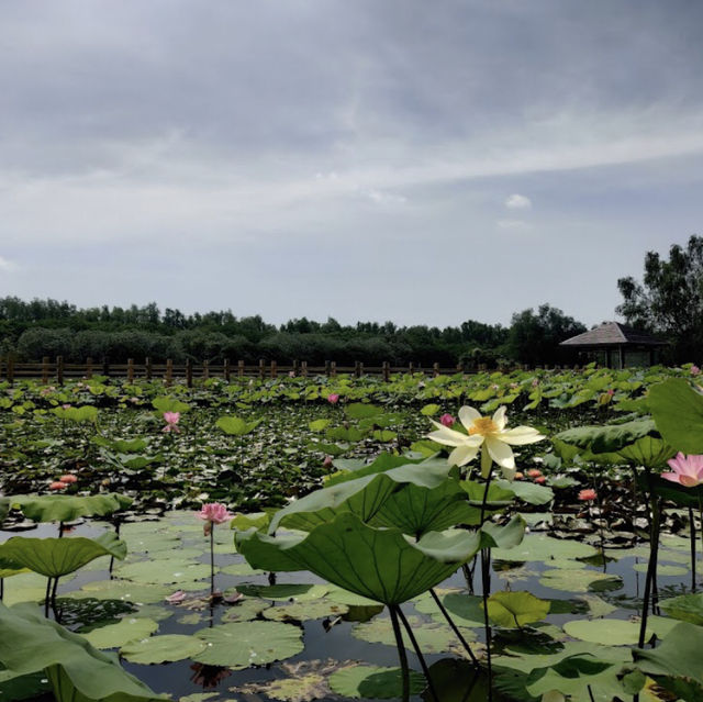 萬頃沙濕地公園（Wuyuanwan Wetland Park / Wanqingsha Wetland Park） 