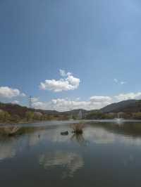 “Incheon in Bloom: Cherry Blossom Dreams at Grand Park”