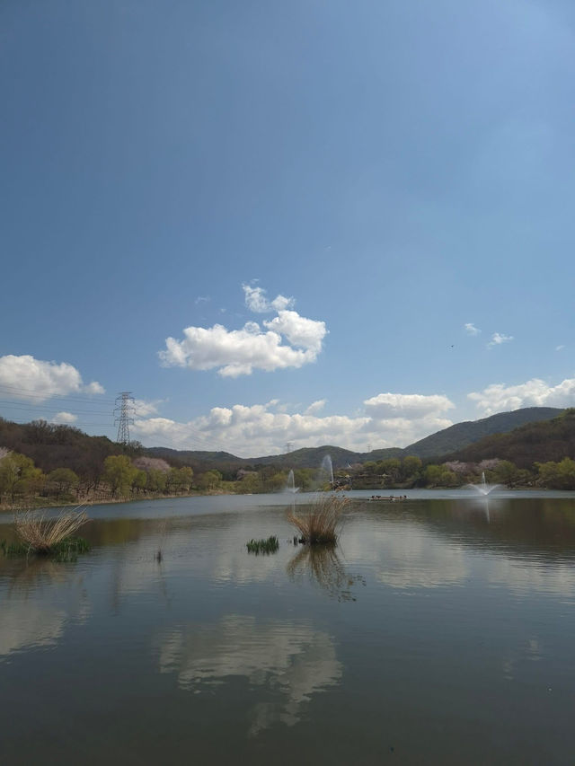 “Incheon in Bloom: Cherry Blossom Dreams at Grand Park”
