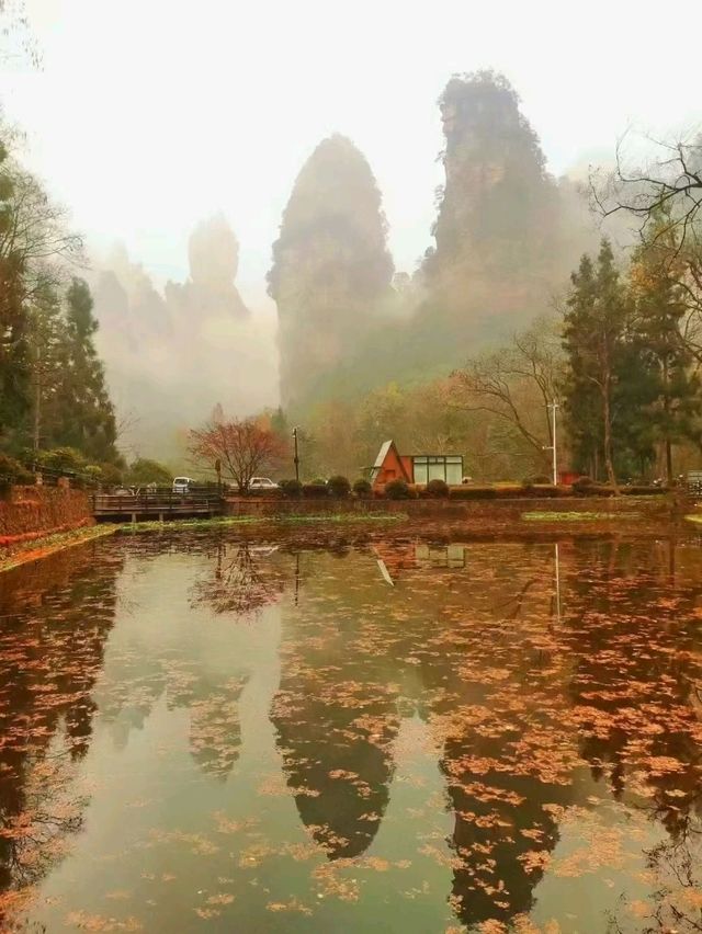 Autumn Magic in Zhangjiajie: A Peaceful Escape into Nature's Colors