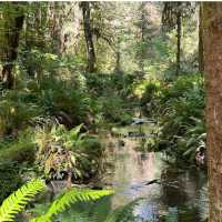 Olympic National Park, Washington – Wilderness in Every Direction