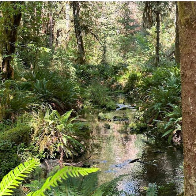 Olympic National Park, Washington – Wilderness in Every Direction