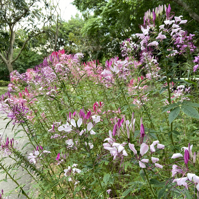 春日浪漫繡球花海・大安森林公園花季限定美景