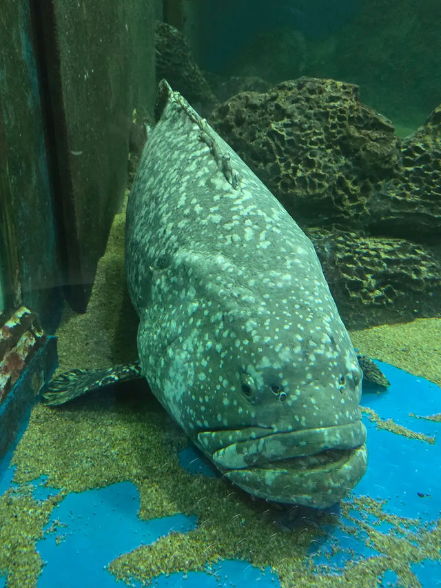 Underwater world langkawi