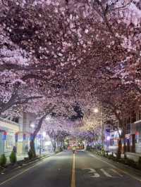 [Jeju Island Cherry Blossom Season | A Pink Paradise Overflowing with Romance!]