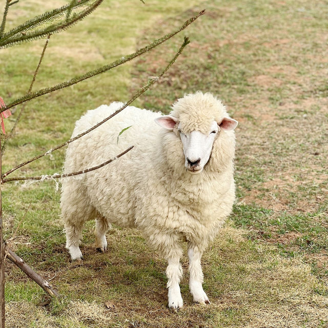 Stardoi Farm Khaoyai