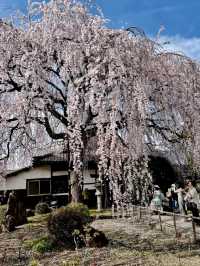 Kyoto's Honman-ji Temple: A Hidden Gem for Weeping Cherry Blossoms