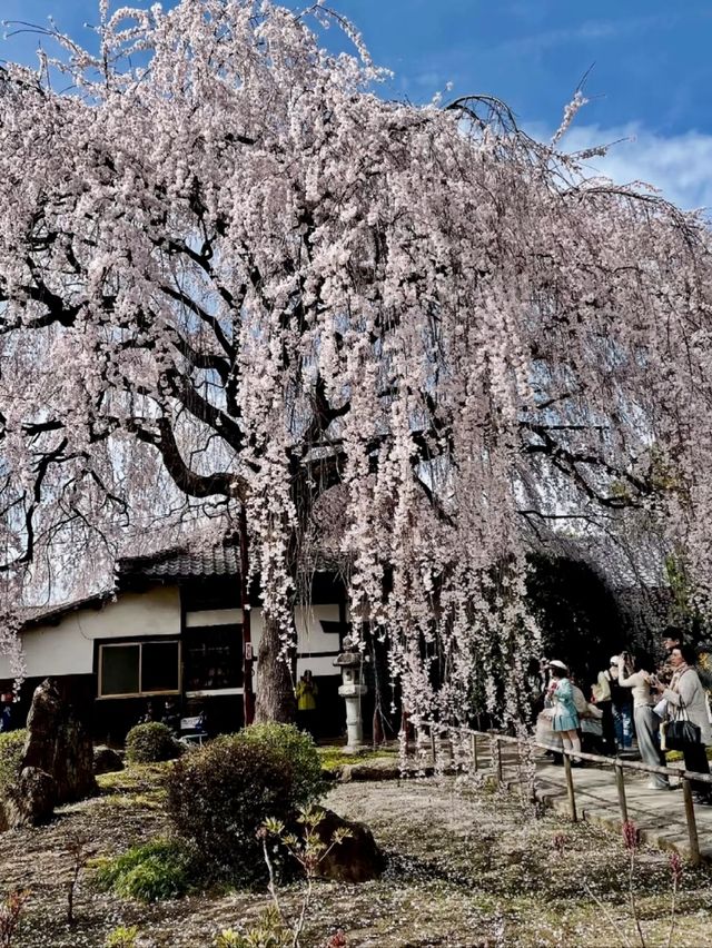 Kyoto's Honman-ji Temple: A Hidden Gem for Weeping Cherry Blossoms