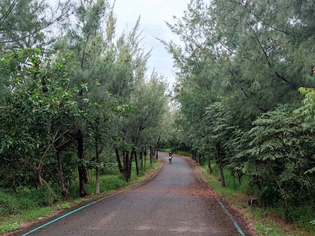 #臺東森林公園-臺東縣臺東市