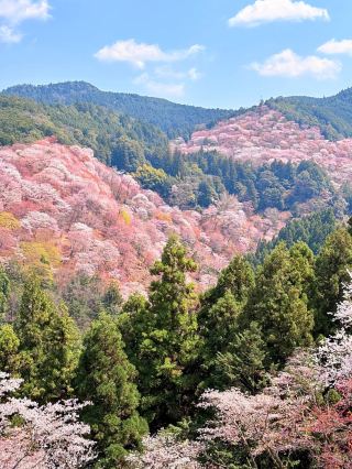 Kikusui Ryokan, Yoshino Mountain 