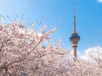 🌸 Yuyuantan Park: Beijing’s Pink Paradise You Can’t Miss! 🌸