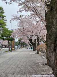 Towada Art Center Sakura | A Spring Symphony of Art and Nature
