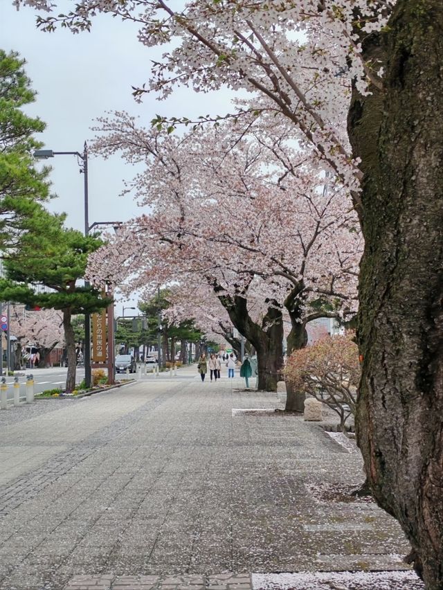Towada Art Center Sakura | A Spring Symphony of Art and Nature