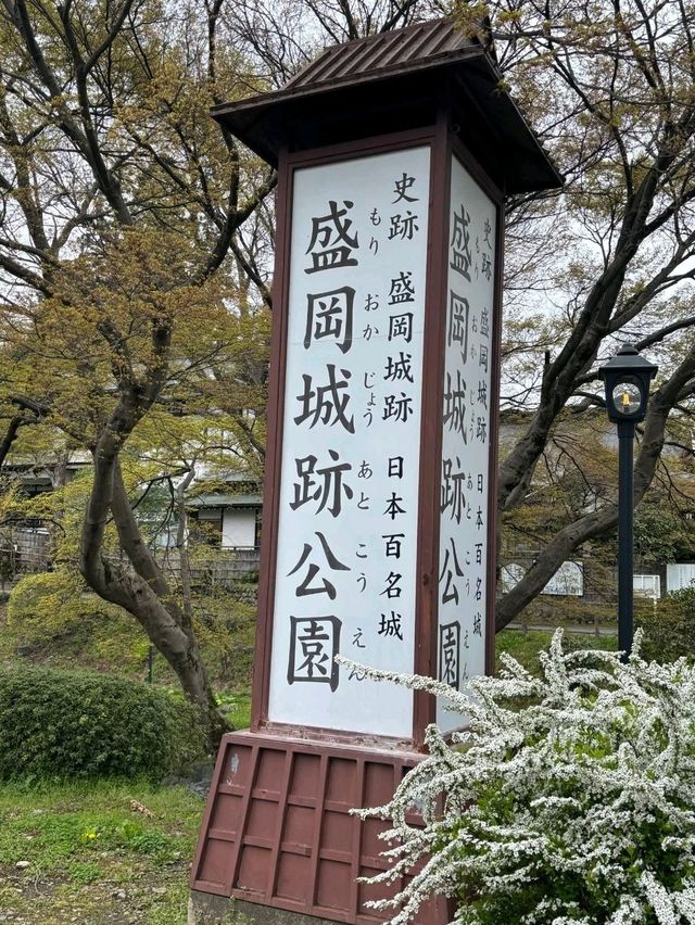 Morioka Castle Ruins Park Cherry Blossoms-Iwate's Pink Fortress