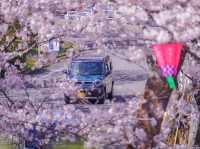 “Blossoms of Peace: Cherry Blossom Season in Historic Nagasaki”