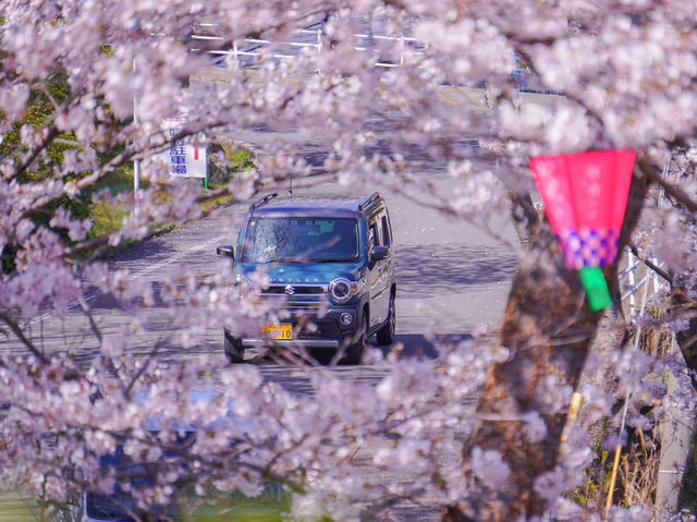 “Blossoms of Peace: Cherry Blossom Season in Historic Nagasaki”