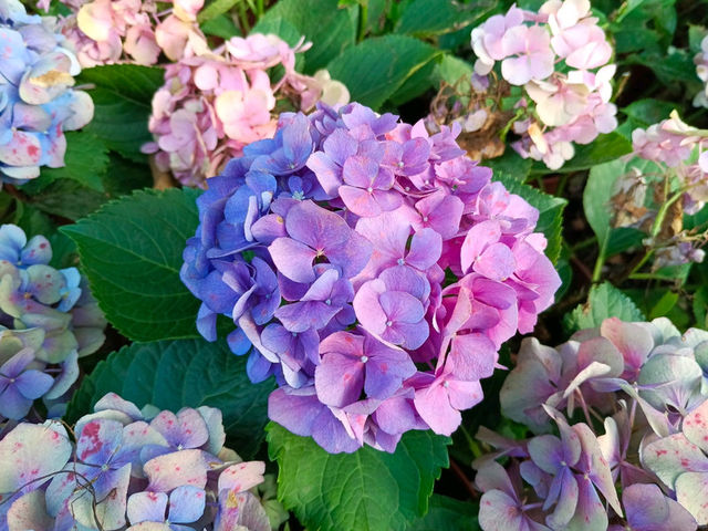2025士林官邸花花特輯🌹🌷花都開好了🌸💐