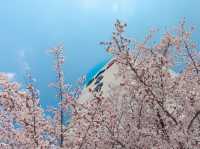 “Blossoms of Ambition: Springtime Serenity at Woosong University”