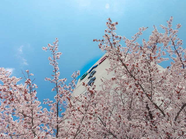 “Blossoms of Ambition: Springtime Serenity at Woosong University”