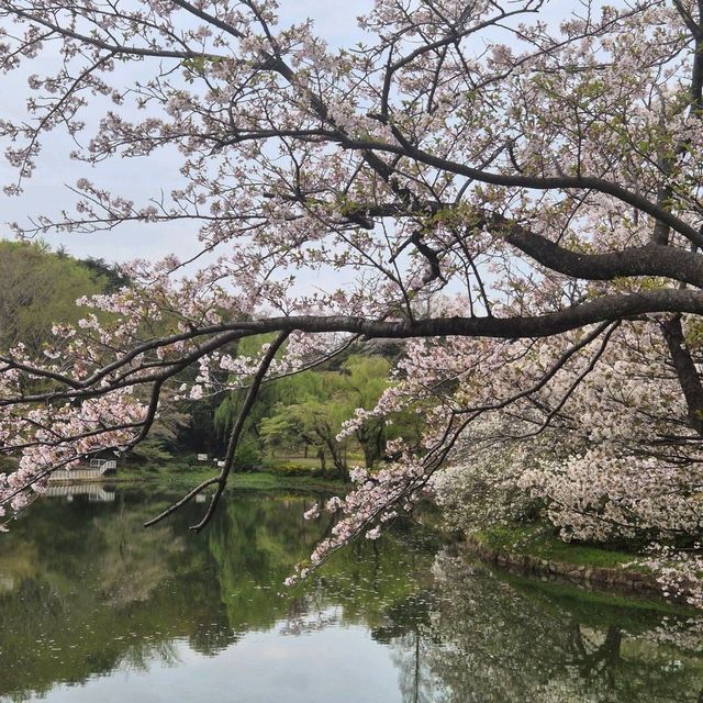 고요한 아침 정원에서 즐기는 도쿄 숨은 벚꽃 명소